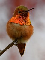 Hummer20.jpg