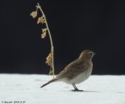 DSCN3133.jpg