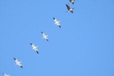 DSCN31581.jpg