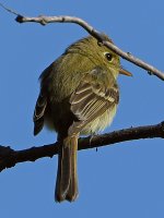 Flycatcher.jpg
