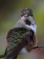 Hummer6.jpg