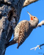 Flicker-310.jpg