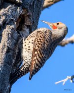 Flicker-311.jpg