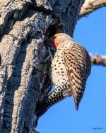 Flicker-312.jpg