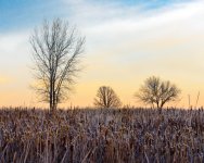 ThreeTrees-300.jpg