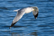 GullInFlight-345.jpg