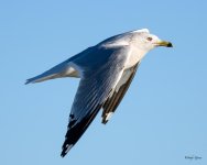 GullInFlight-350.jpg