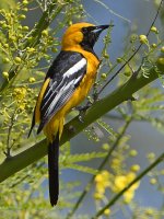 Oriole.jpg
