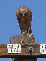 Hawk2.jpg