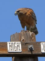 Hawk.jpg