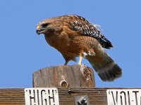 Hawk3.jpg