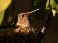 Hummer3.jpg