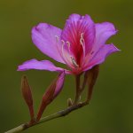 Orchid.jpg