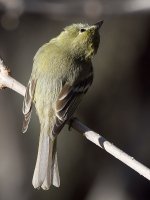Flycatcher.jpg