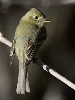 Flycatcher2.jpg