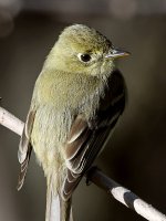 Flycatcher4.jpg