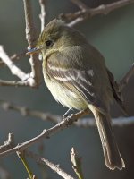 Flycatcher7.jpg