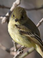 Flycatcher13.jpg