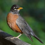 Robin4.jpg