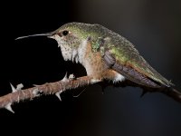 Hummer5.jpg