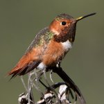 Hummer14.jpg