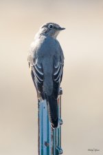 townsolitare-301.jpg