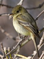 Flycatcher9.jpg