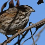 Sparrow.jpg