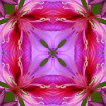 Orchid_4up.jpg