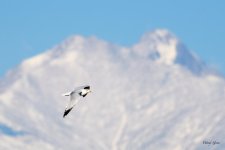 GullLongs-300.jpg
