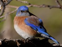 Bluebird2.jpg