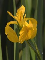 Iris.jpg