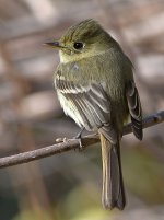 Flycatcher2.jpg