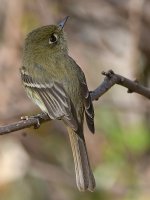 Flycatcher5.jpg