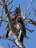 Woodpecker4.jpg