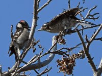 Woodpecker5.jpg