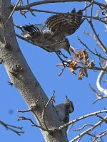 Woodpecker7.jpg