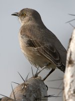 Mockingbird.jpg
