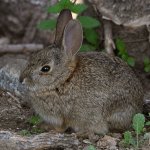 Rabbit2.jpg