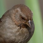 Towhee3.jpg