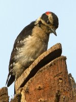Woodpecker2.jpg