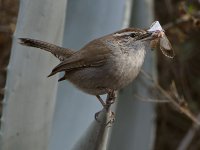 Wren2.jpg
