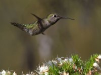 Hummer23.jpg