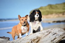 dogs_01.JPG