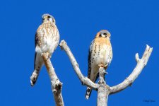 KestrelPair-300.jpg