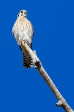 Kestrel-350.jpg