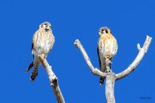 KestrelPair-301.jpg