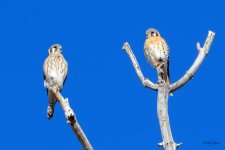 KestrelPair-302.jpg