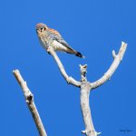 Kestrel-351.jpg