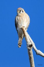 Kestrel-352.jpg